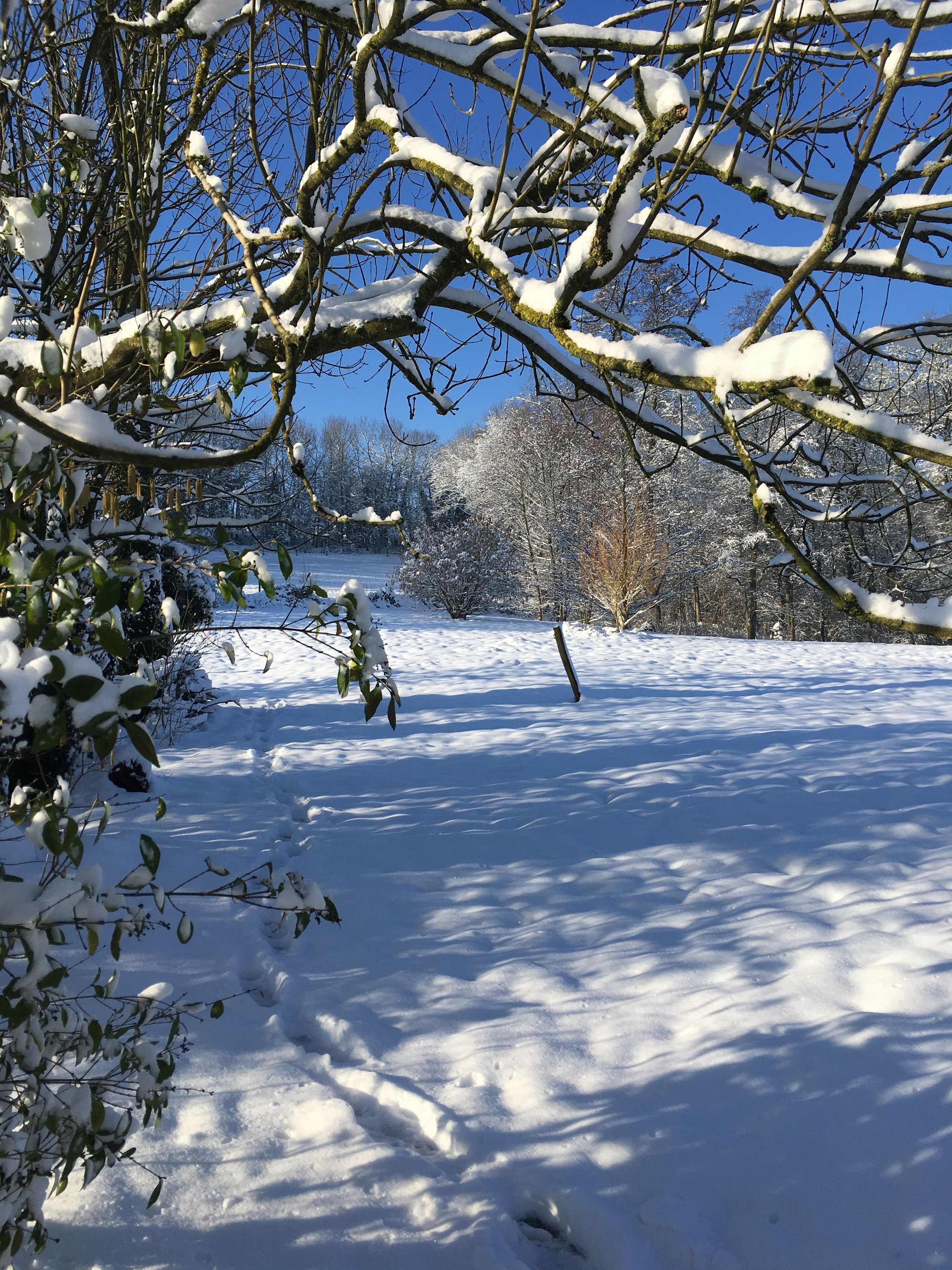 A snowy landscape with bare trees and a clear blue sky.