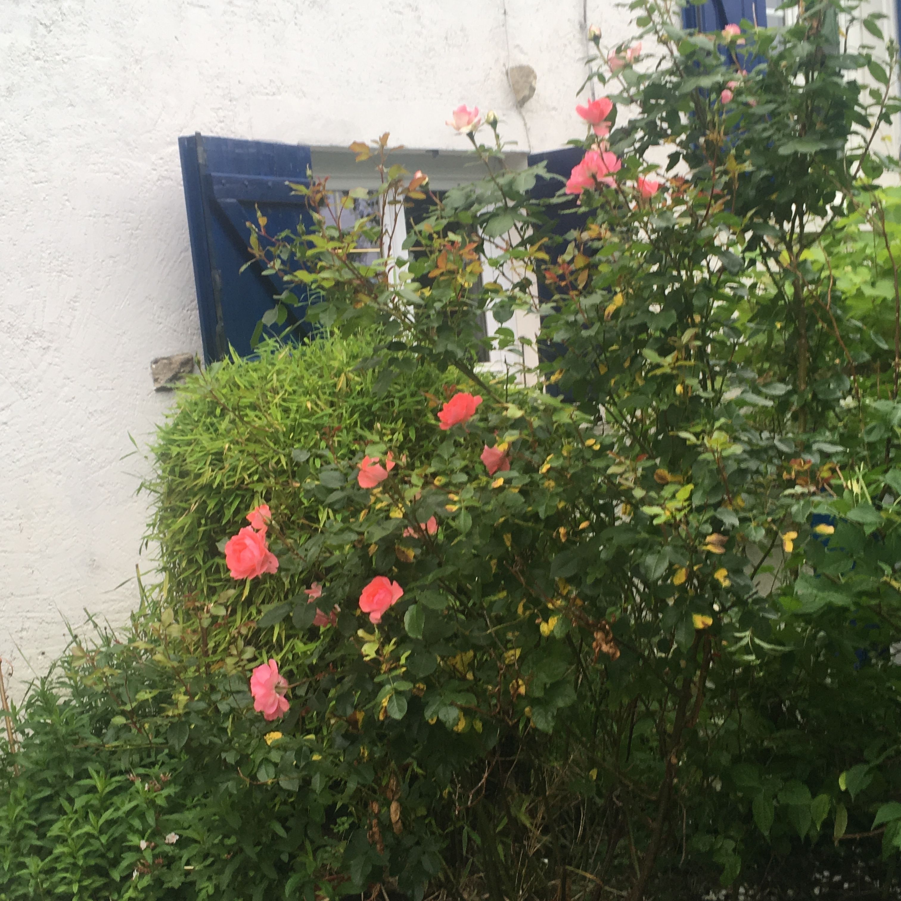 A garden with pink roses and green foliage in front of a white wall with a blue window frame.