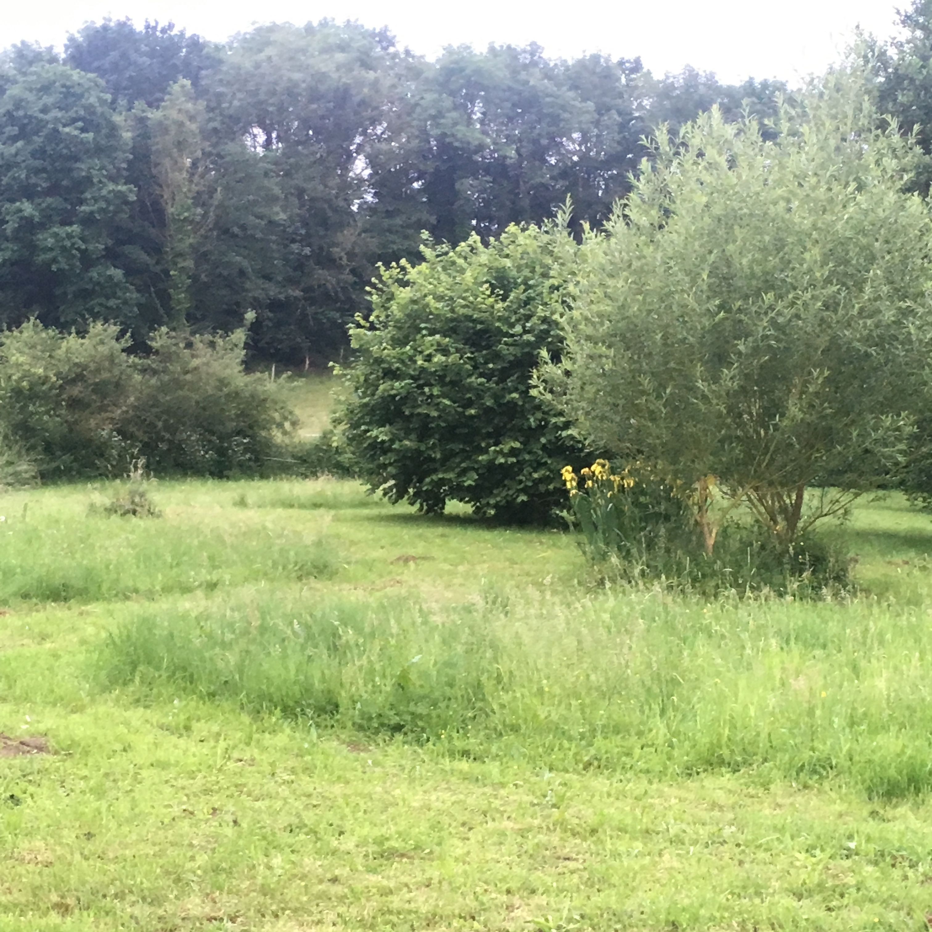 Un campo cubierto de hierba con diversos árboles y arbustos.