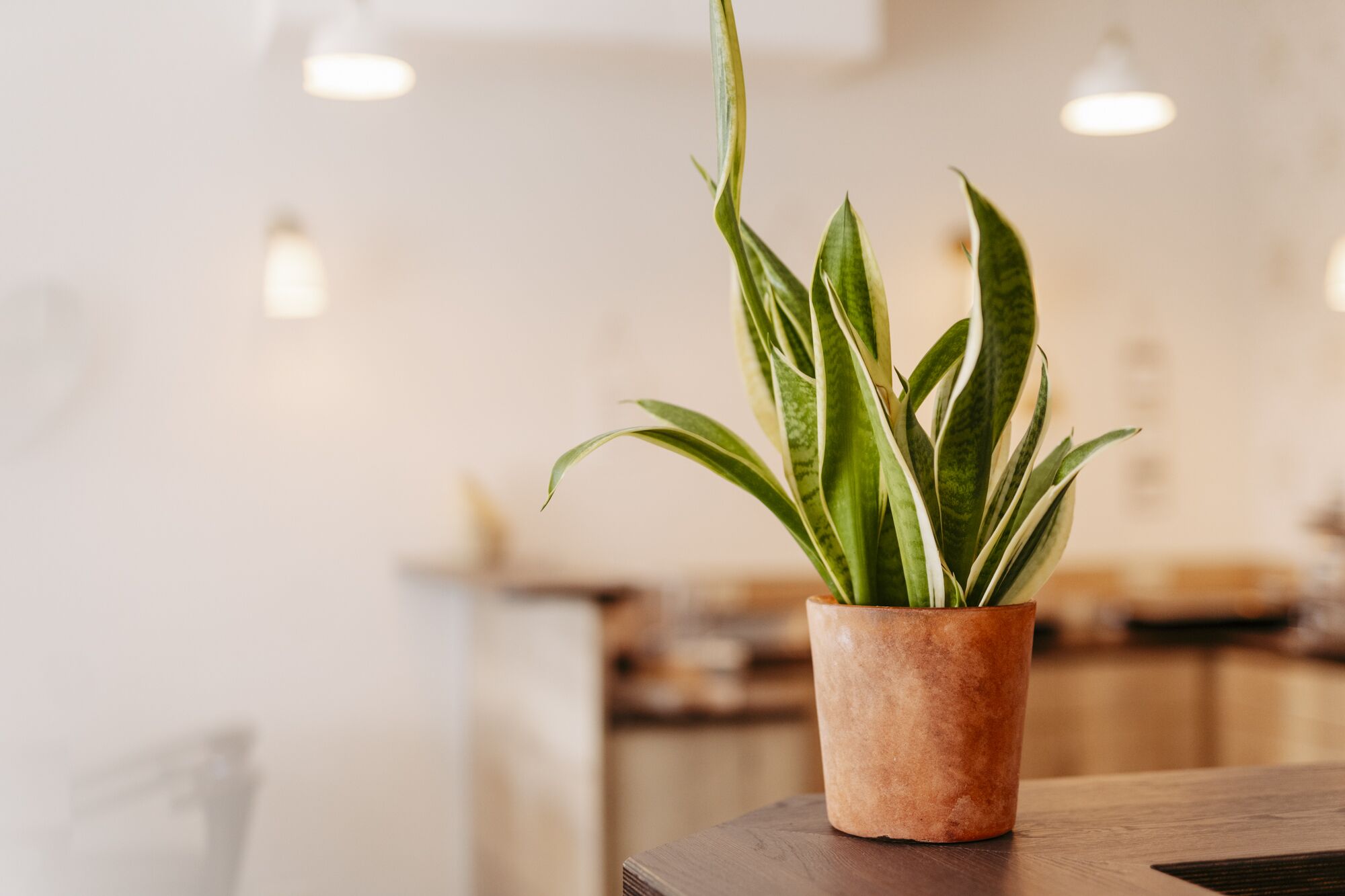 A potted plant on a wooden table in a well-lit room with a blurred background.