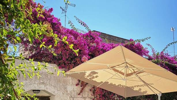 Une terrasse en bois avec une piscine, des chaises longues et une pergola ornée de fleurs violettes.