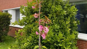 Un edificio residenziale con facciata in mattoni, un piccolo albero con fiori rosa e un siepe curata.
