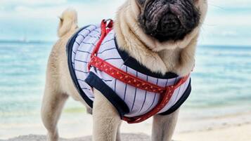 Un bulldog francese in piedi su una spiaggia rocciosa, con l'oceano sullo sfondo.