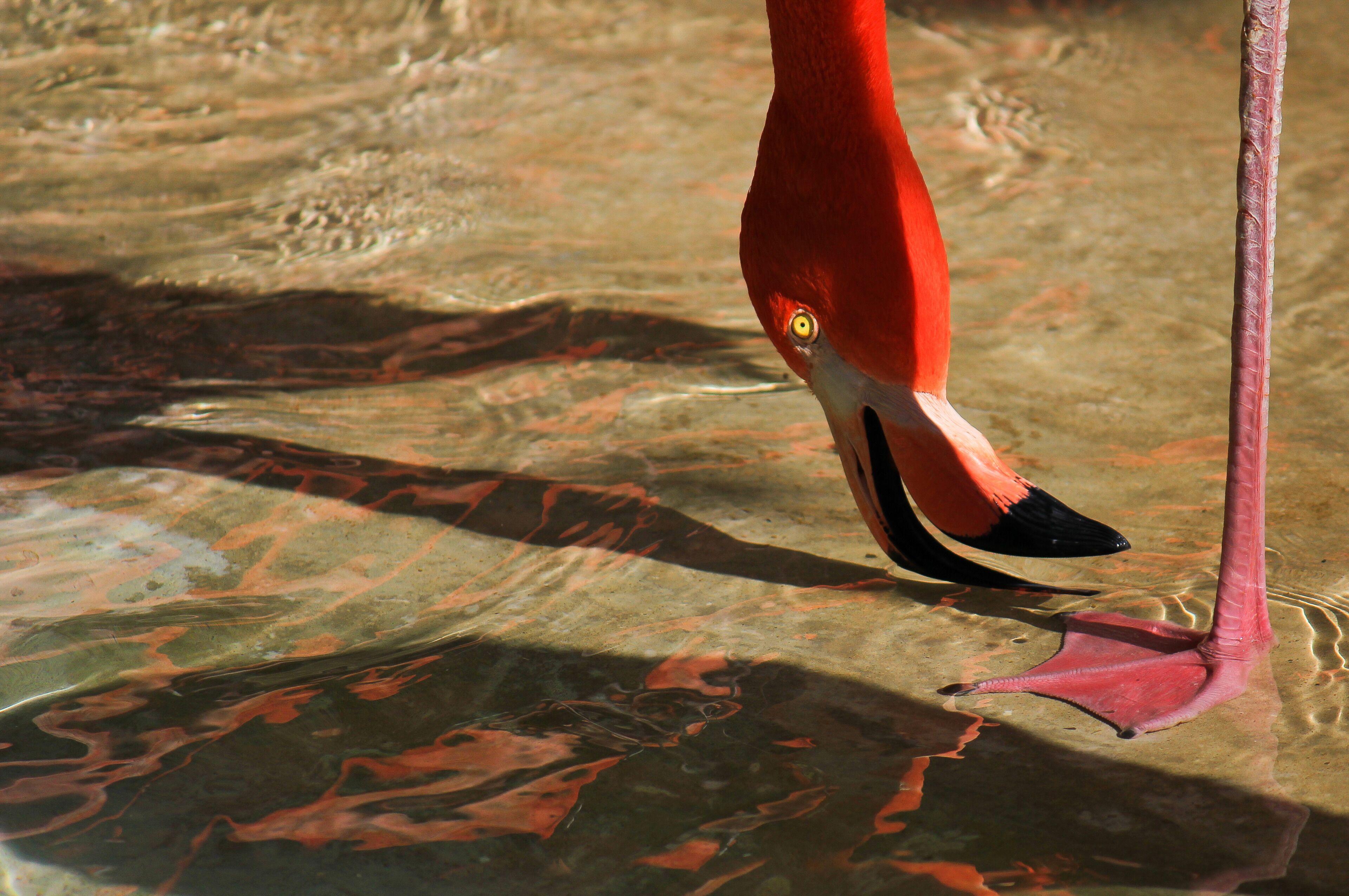 A close-up of a flamingo's leg and foot standing in water.