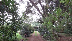 A garden pathway surrounded by lush greenery and various plants. - Ataco Luxury Cabin (Concepcion de Ataco)