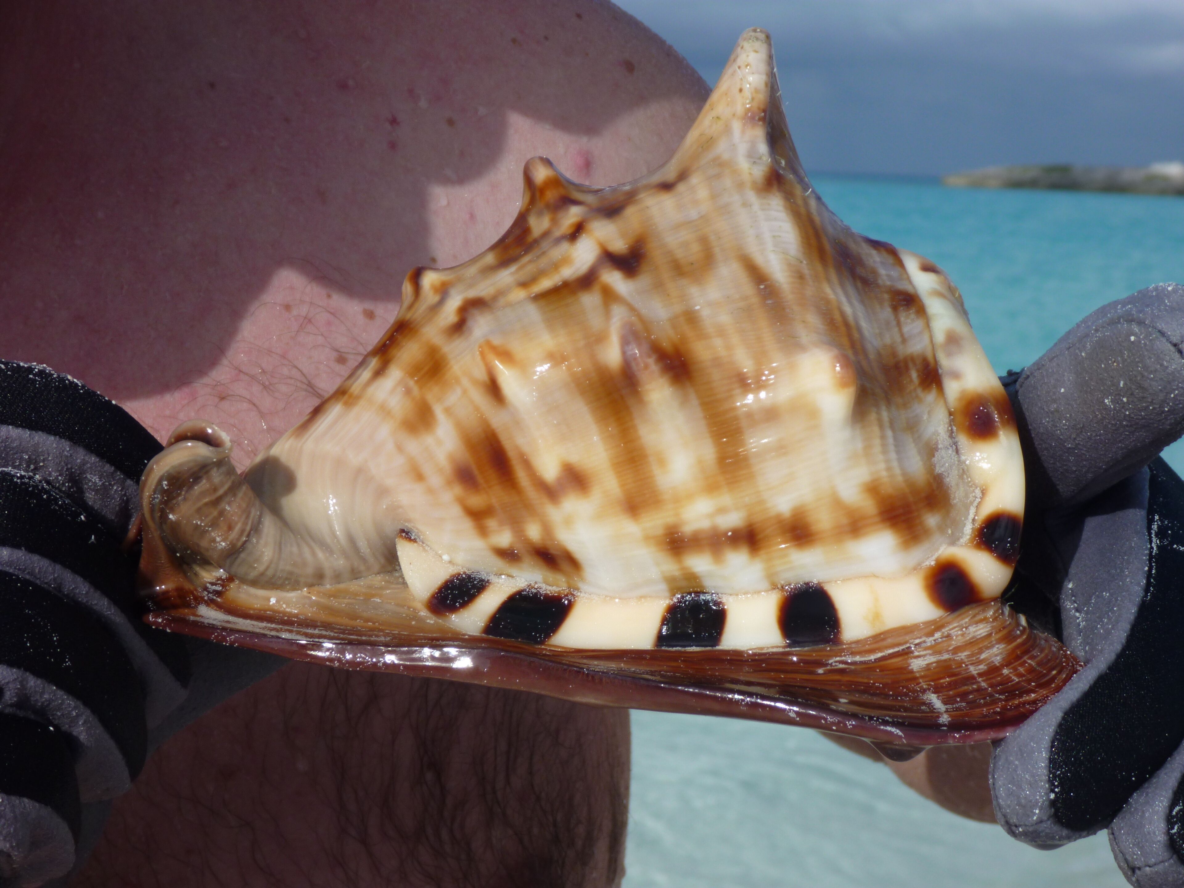Una gran caracola sostenida por una persona con guantes negros.
