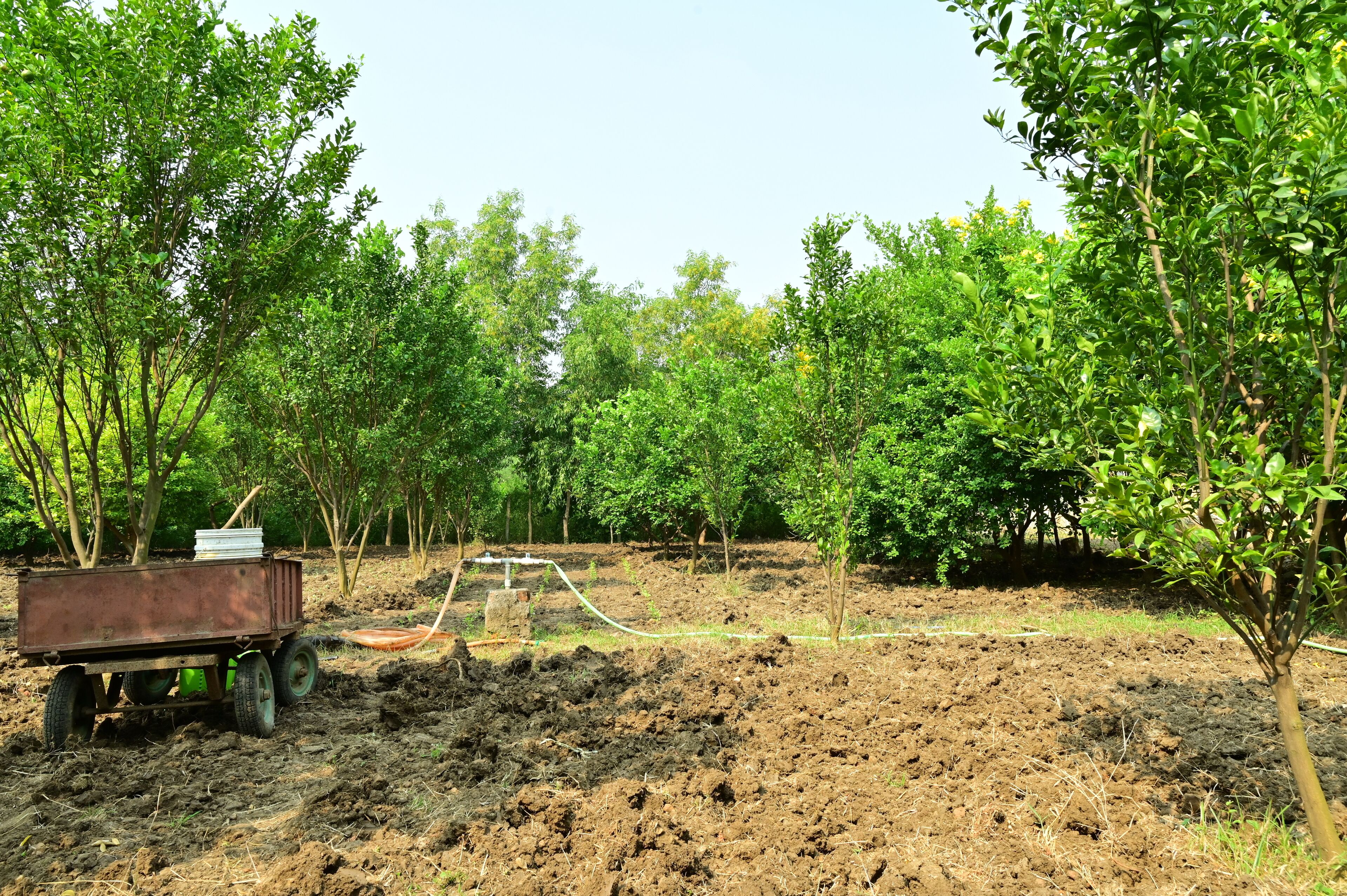 A dirt field with a wheelbarrow and irrigation system.