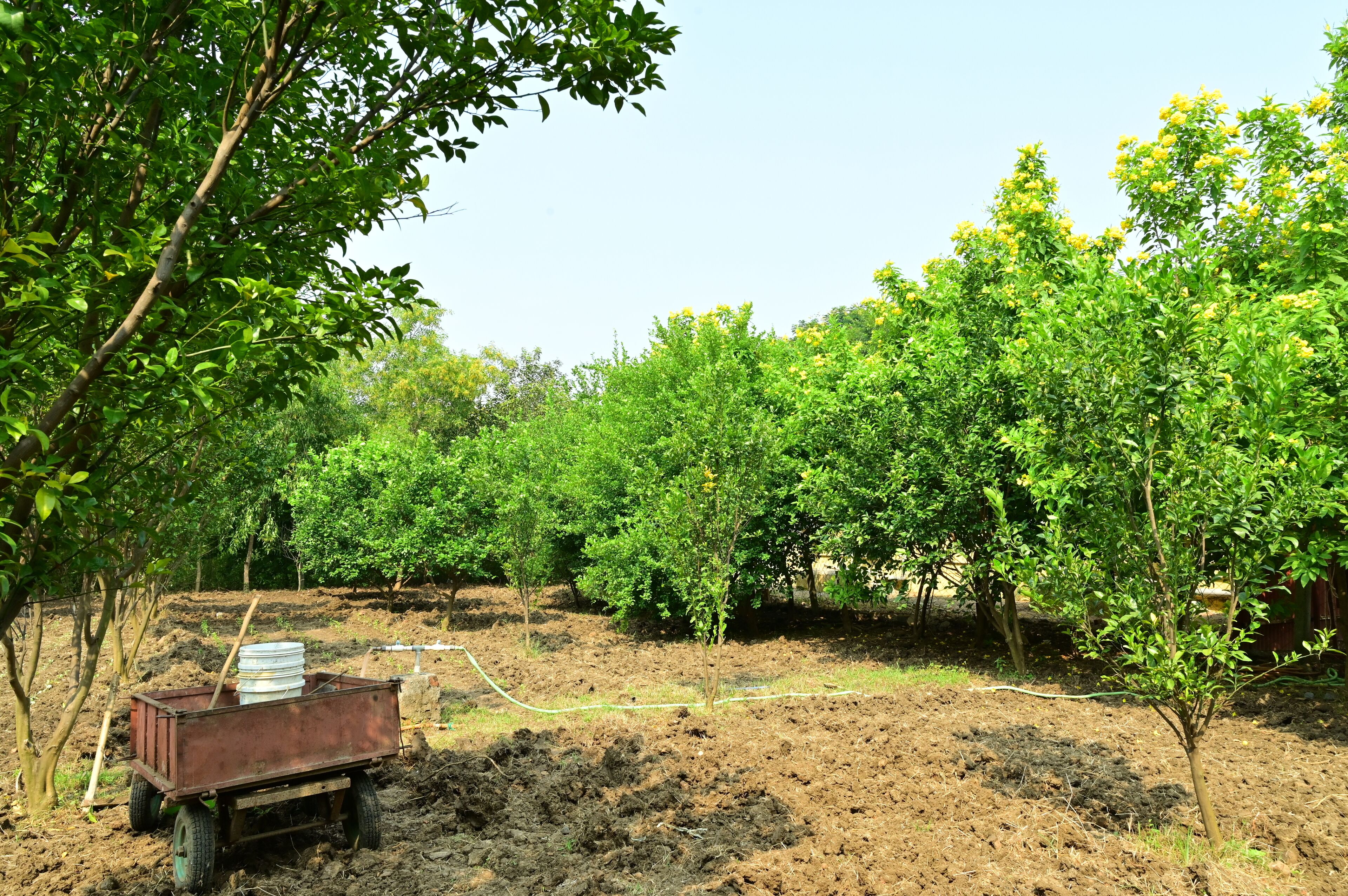 A garden with trees and a wheelbarrow.