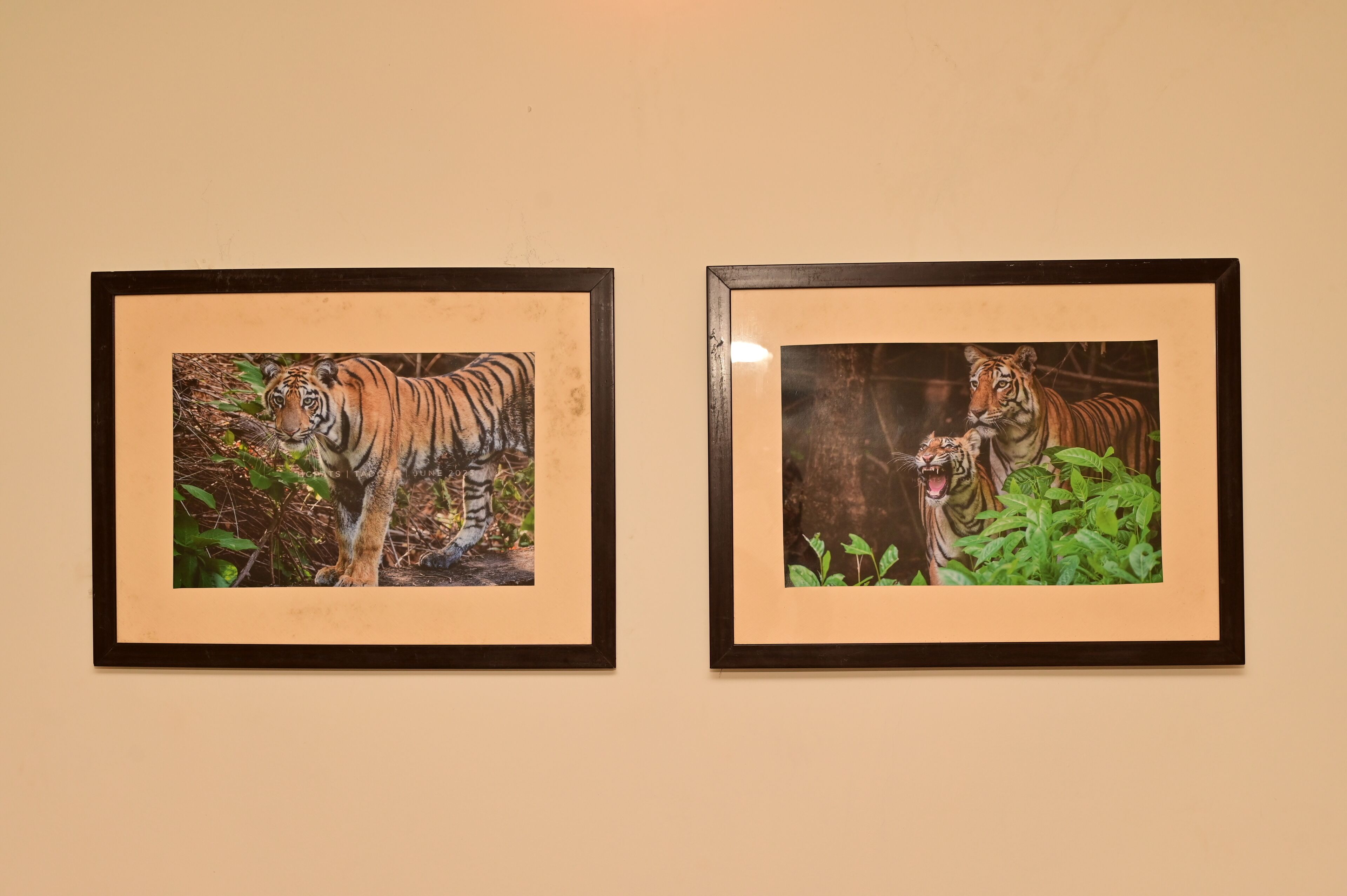 Zwei gerahmte Bilder von Tigern an einer Wand.