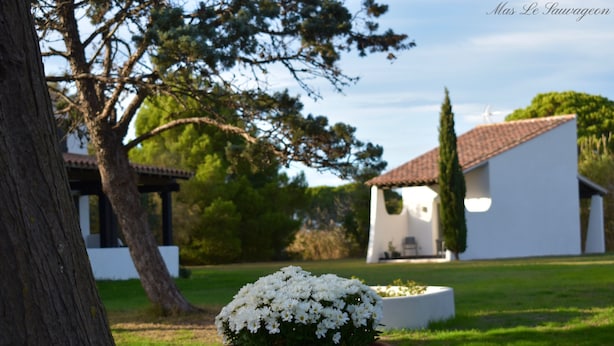 A potted white flower in a garden with a white building and a tree in the background. - Hôtel Mas le Sauvageon (Saintes-Maries-de-la-Mer)