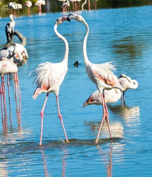 Pool - Hôtel Mas le Sauvageon (Saintes-Maries-de-la-Mer)