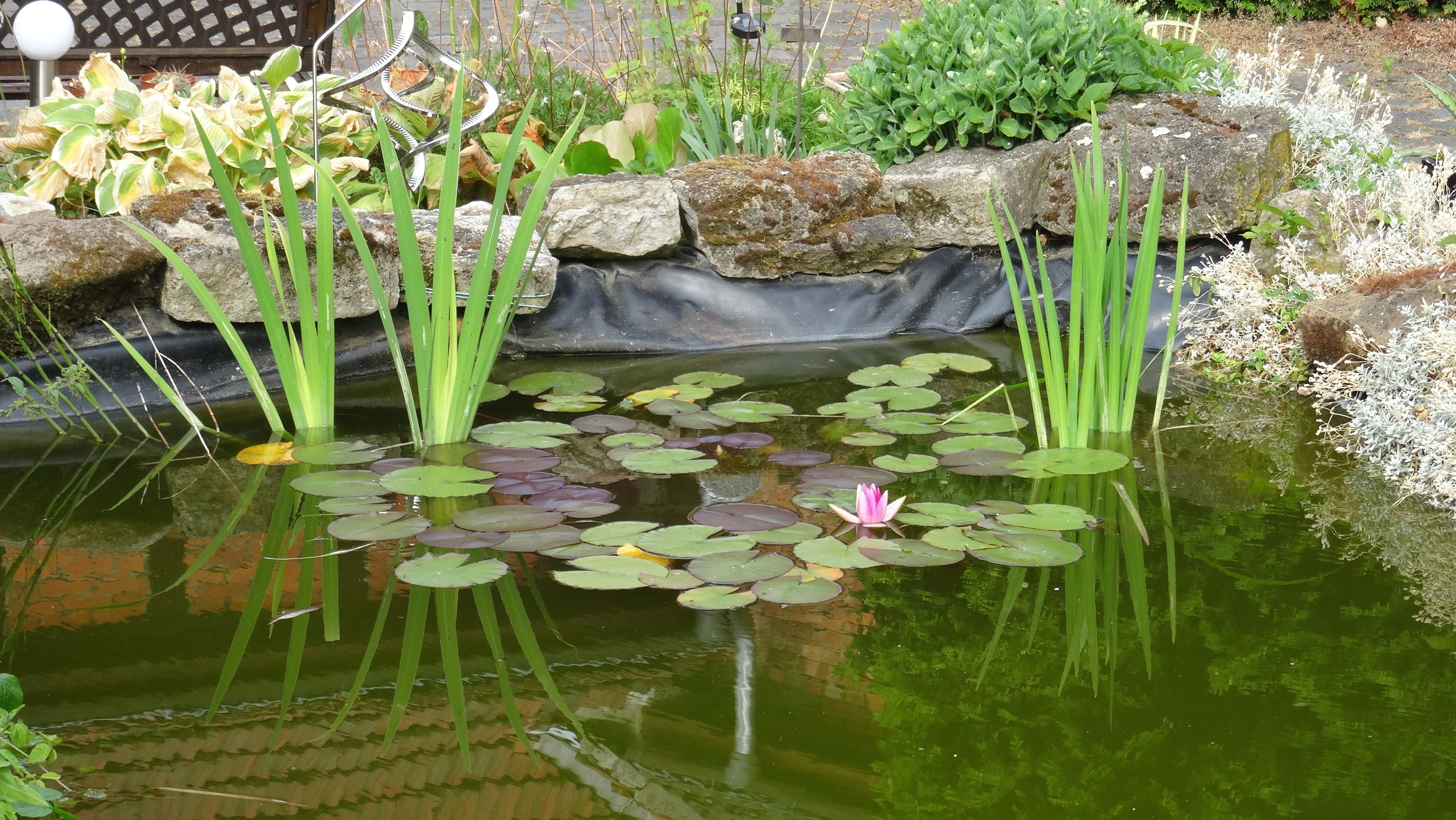 Un étang parsemé de nénuphars, avec un nénuphar rose au centre, le tout entouré de rochers et de plantes.