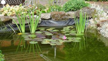 Un étang parsemé de nénuphars, avec un nénuphar rose au centre, le tout entouré de rochers et de plantes.