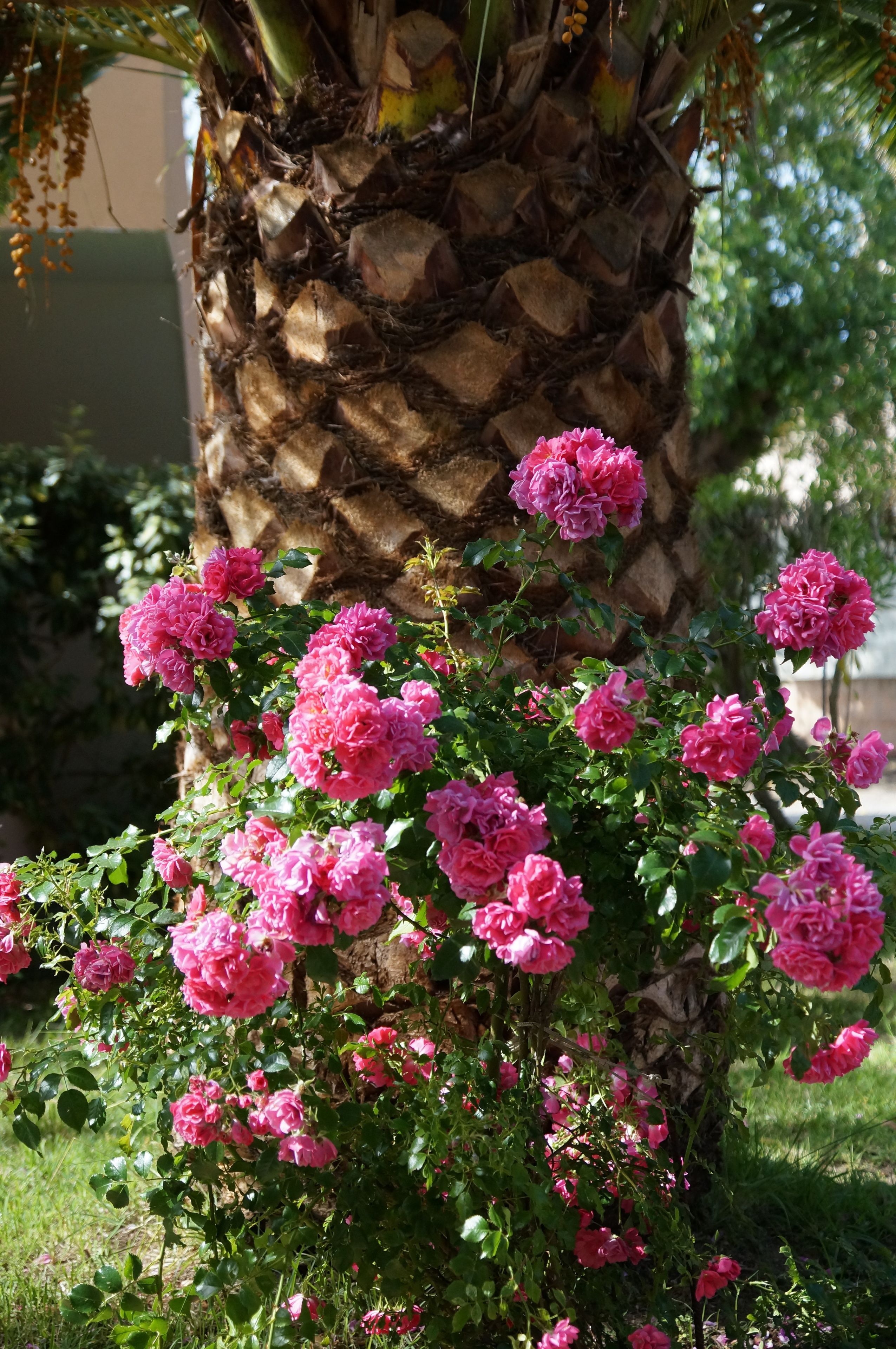 A garden with pink roses and a palm tree.