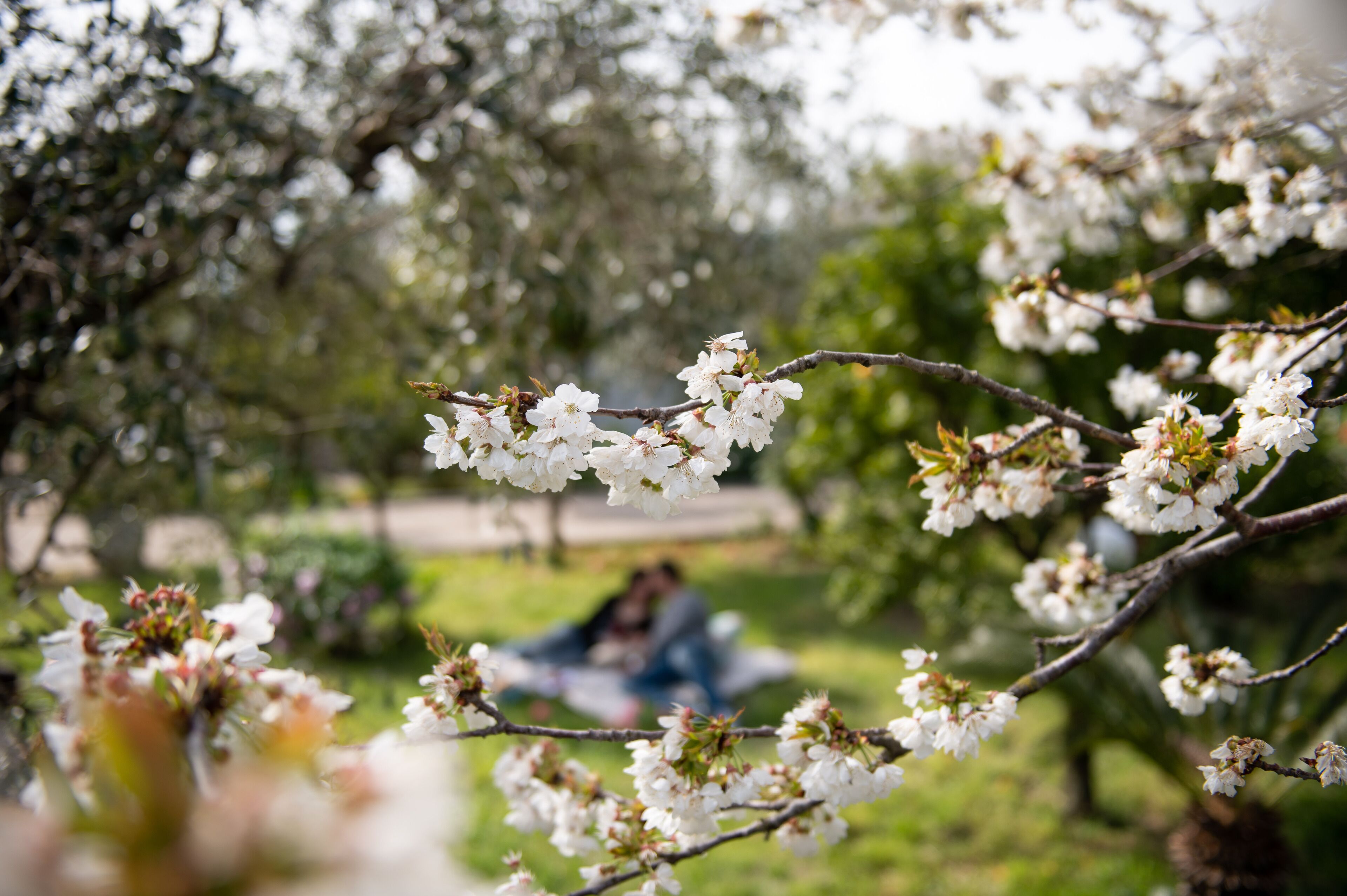 Un parc où les arbres sont en fleurs et où une personne est assise sur l’herbe.