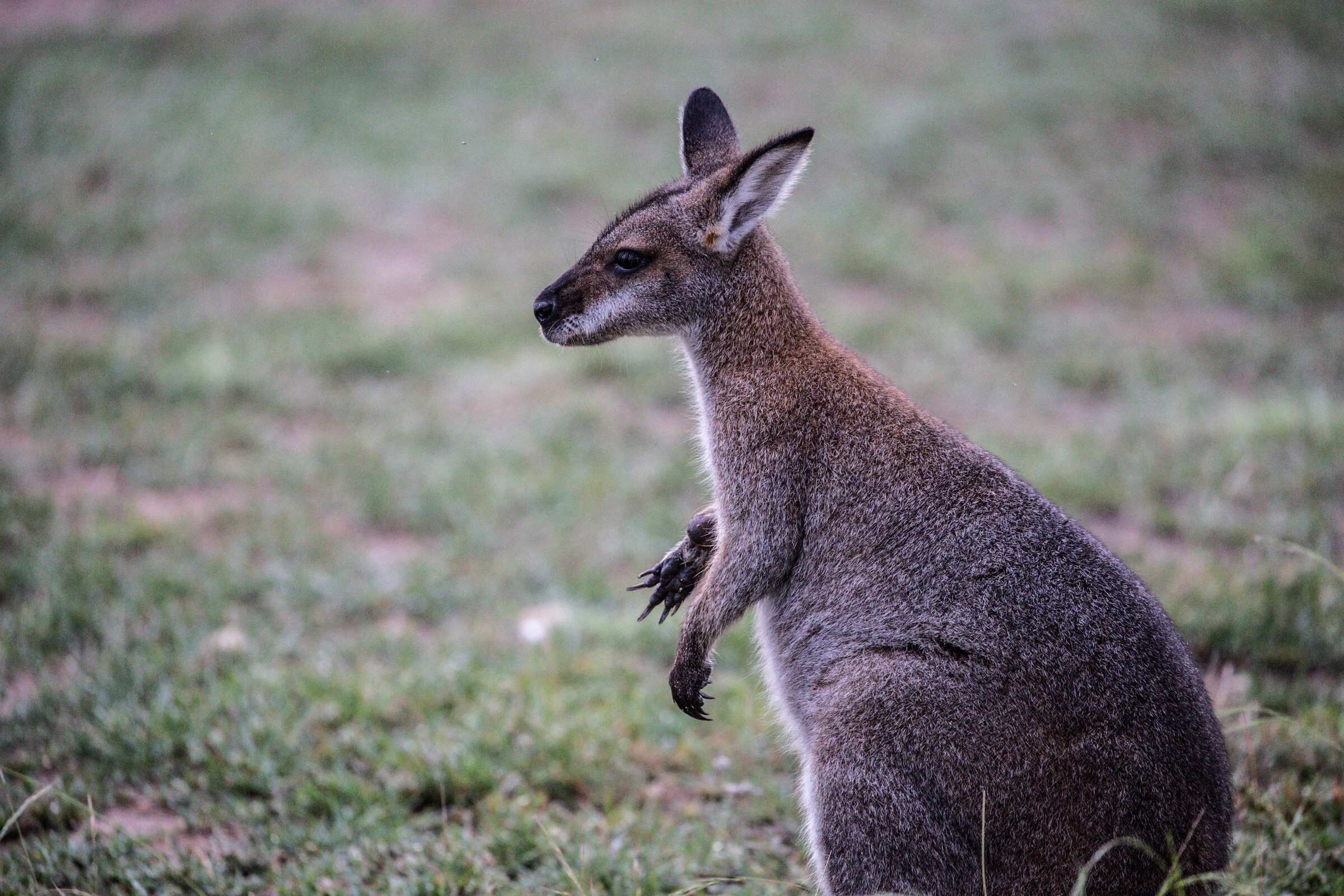 A kangaroo standing in a grassy field.