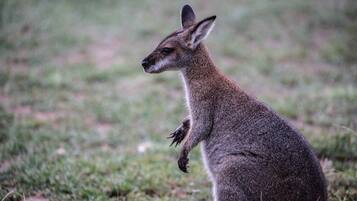 A kangaroo standing in a grassy field.