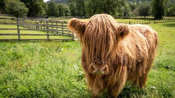 Una vaca escocesa de pelaje abundante parada en un campo cubierto de hierba, con una cerca de madera al fondo.