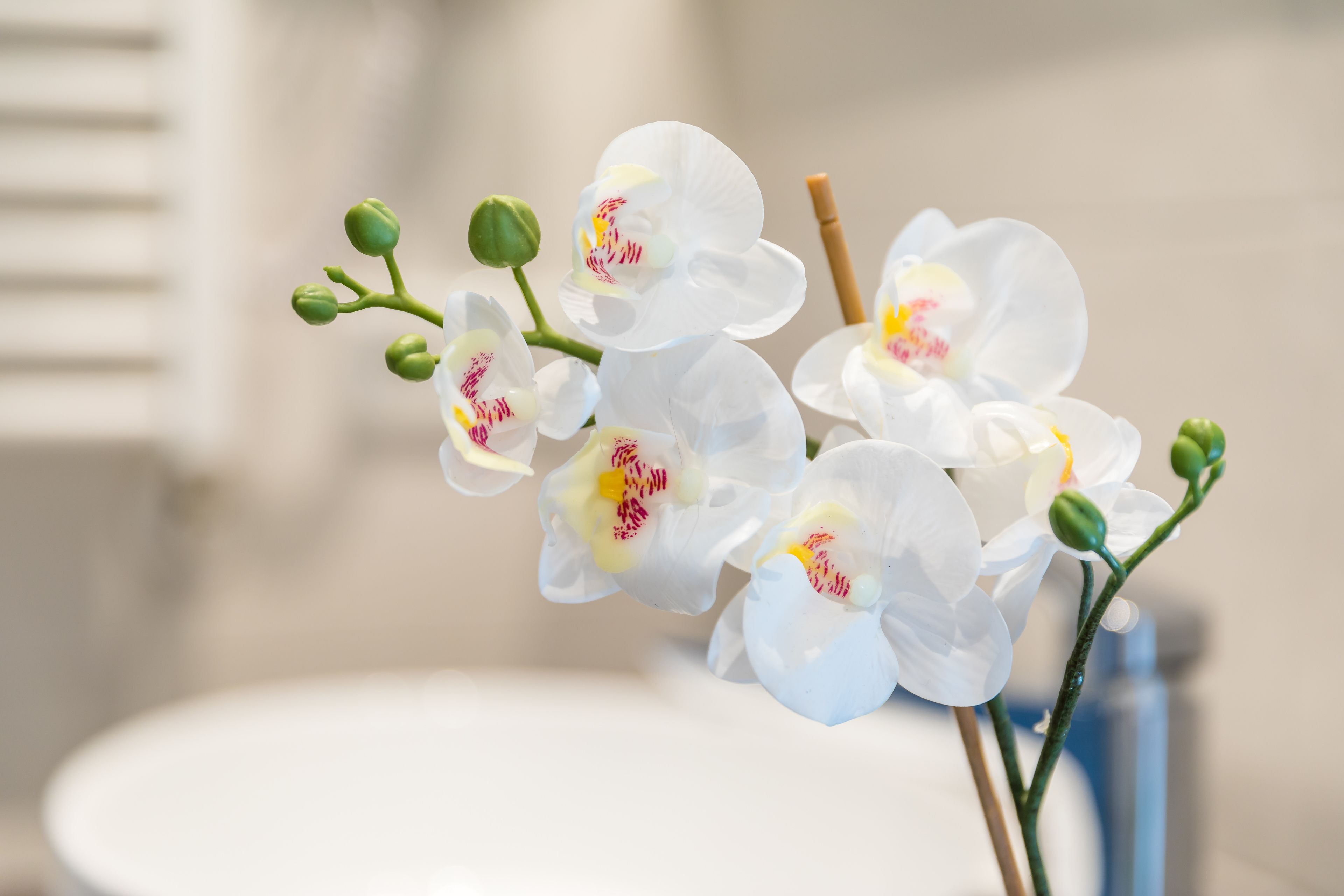 shower, rainfall showerhead, free toiletries, hair dryer