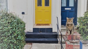 A two-story house with a yellow front door and a blue door. - TopHome Stoke Newington (London)