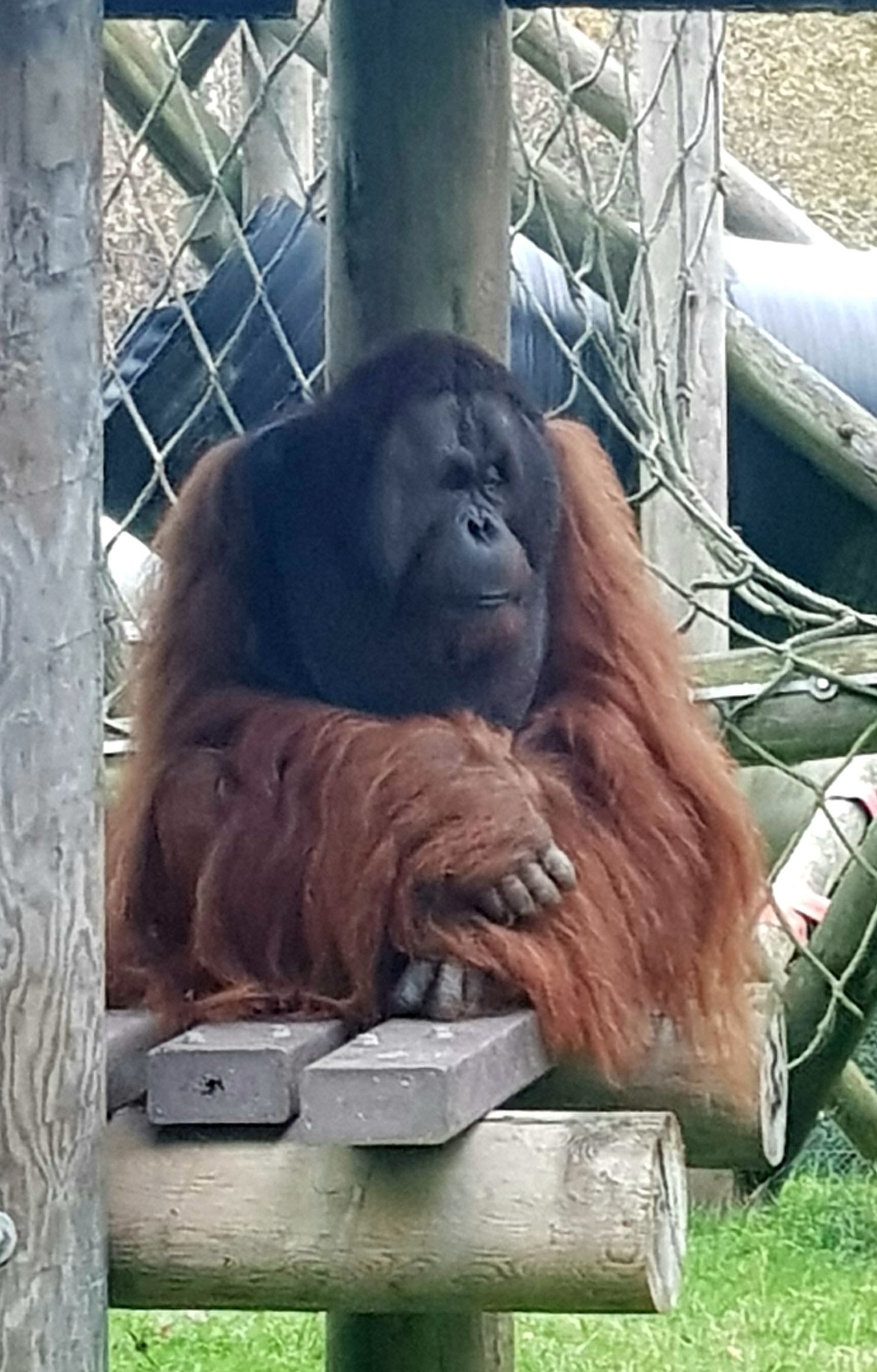 An orangutan sitting on a wooden platform with a chain-link fence in the background.