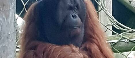 An orangutan sitting on a wooden platform with a chain-link fence in the background.