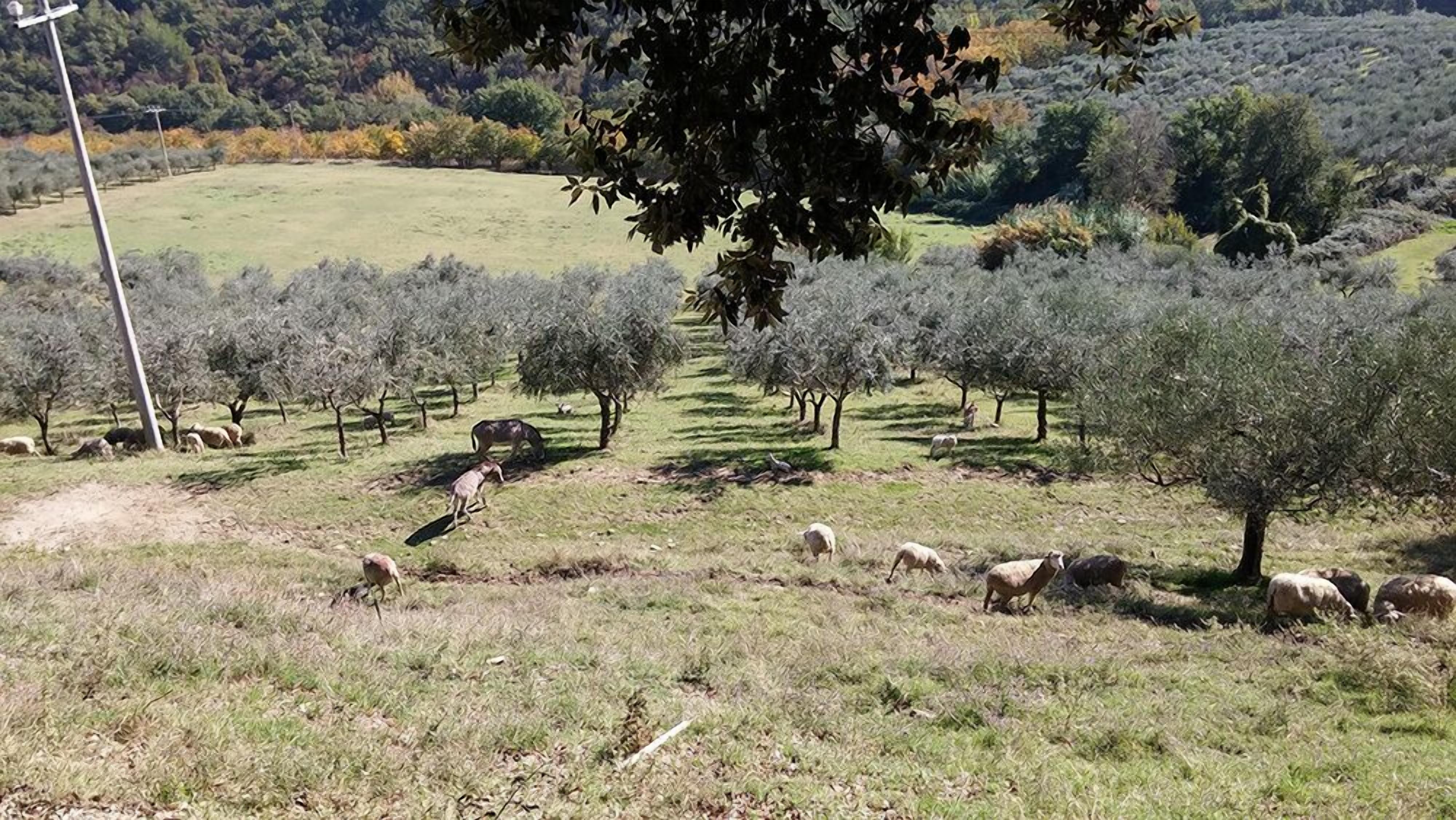 A rural landscape with olive trees and grazing sheep.