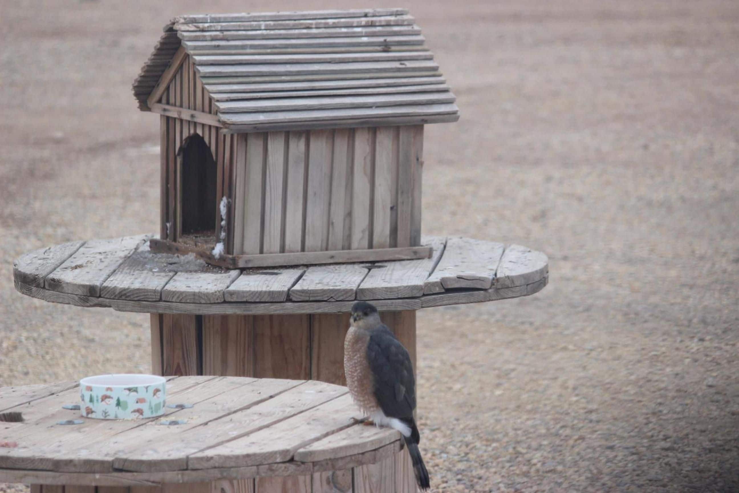 A wooden birdhouse on a circular wooden platform with a cup on it.