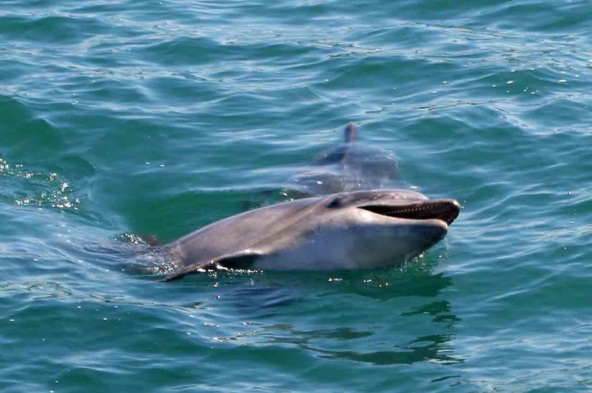A dolphin swimming in clear blue water.