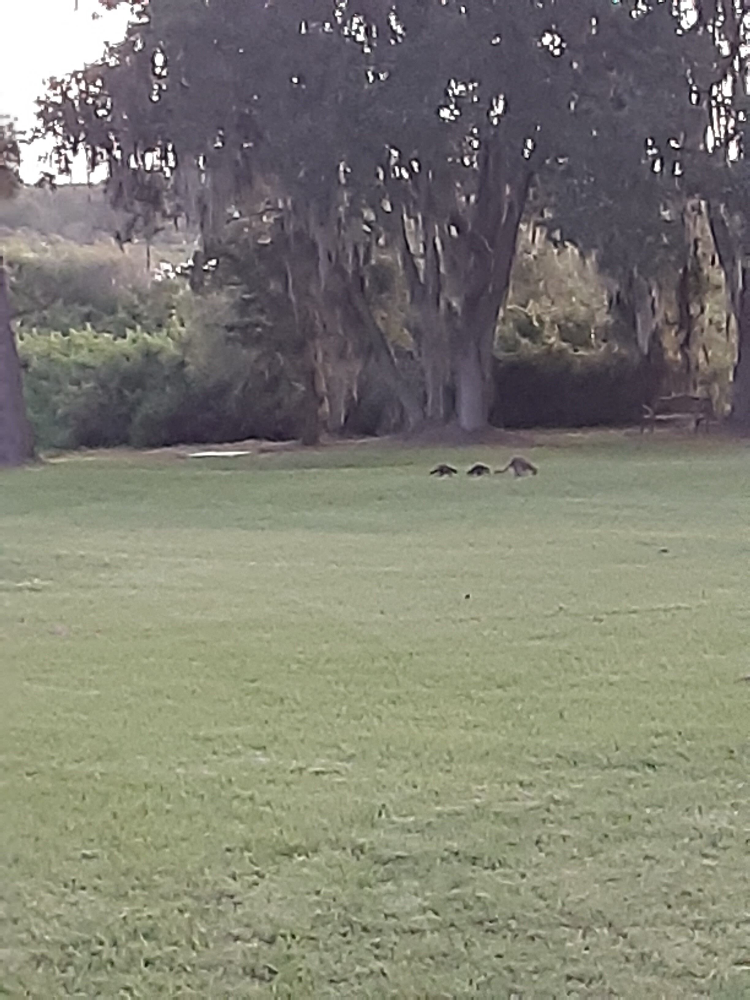 A grassy area with a large tree and some bushes.