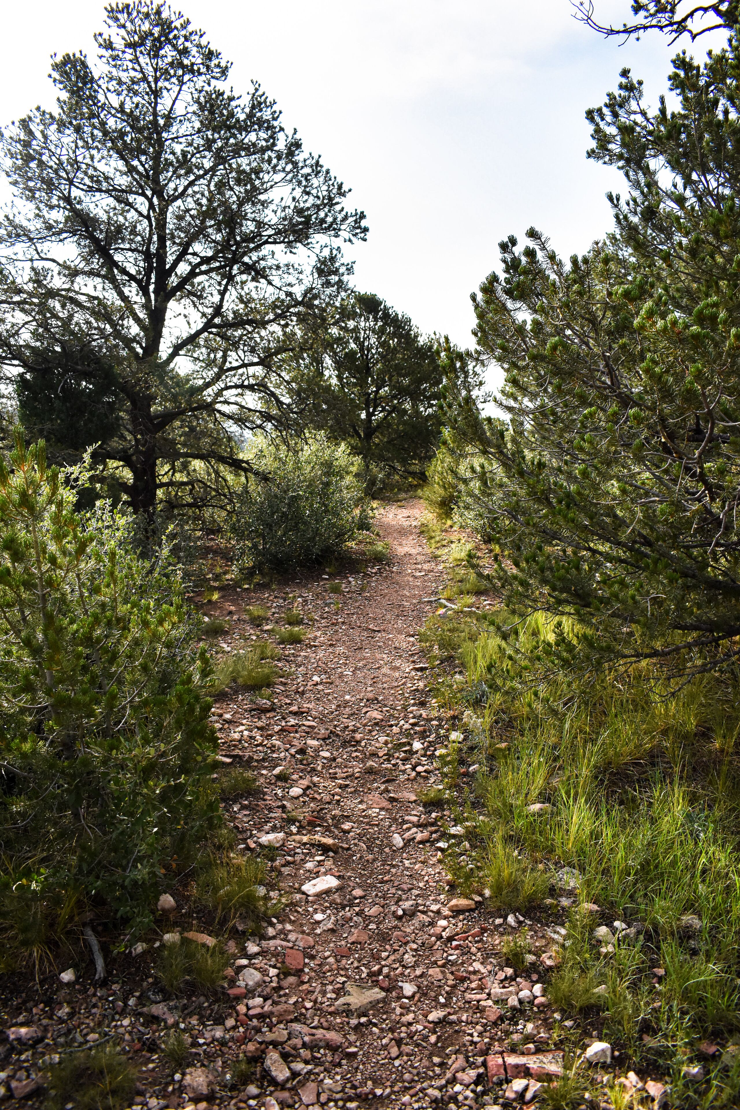A gravel path flanked by dense greenery and trees, leading into a forested area.