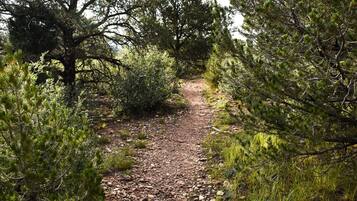 A gravel path flanked by dense greenery and trees, leading into a forested area.