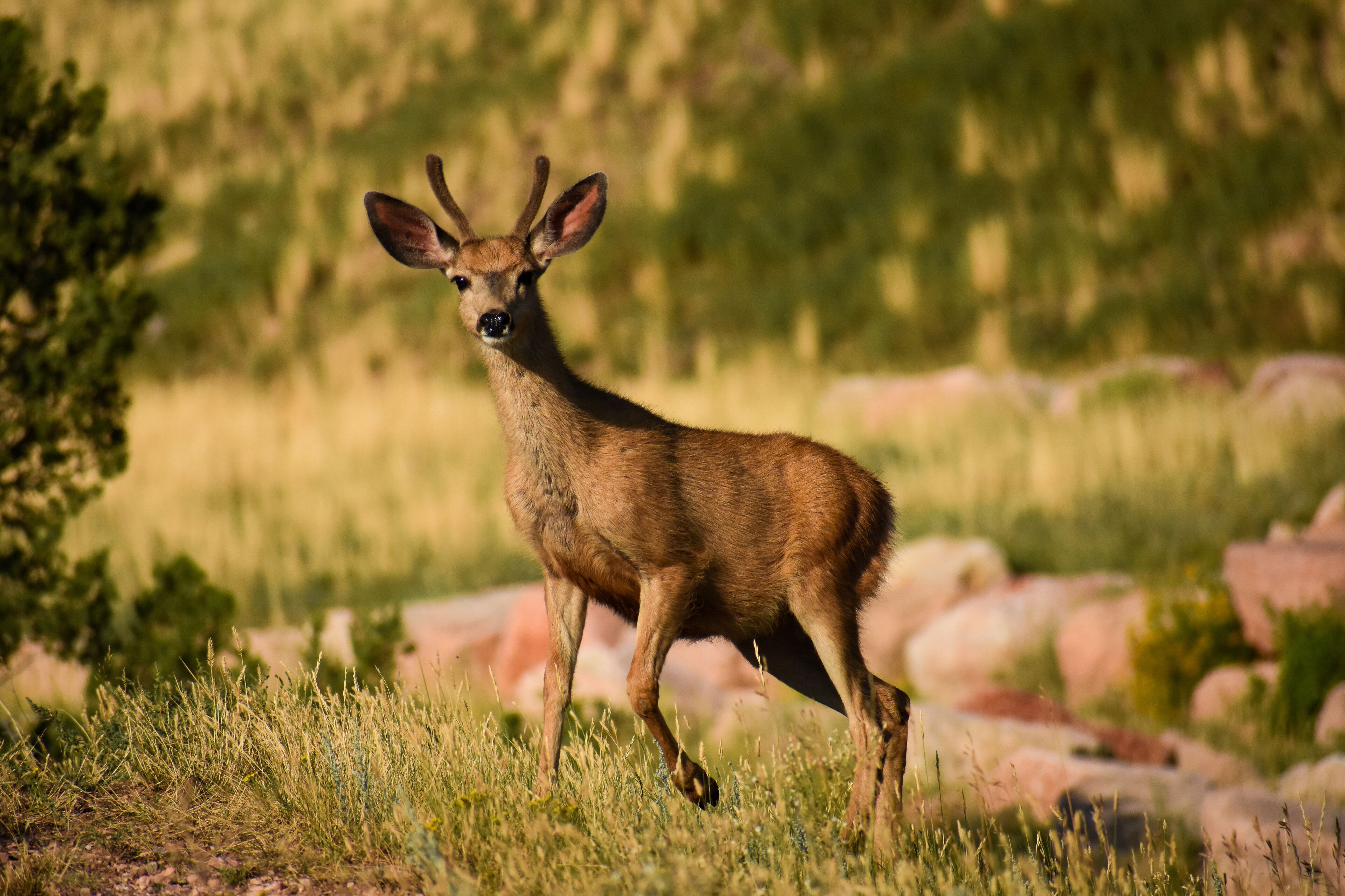 Un cervo in un ambiente naturale tra l'erba e le rocce.