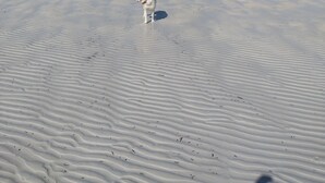 A dog standing on a sandy beach with a clear sky.