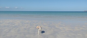 Beach House - absolute water front, secure yard and all weather BBQ area