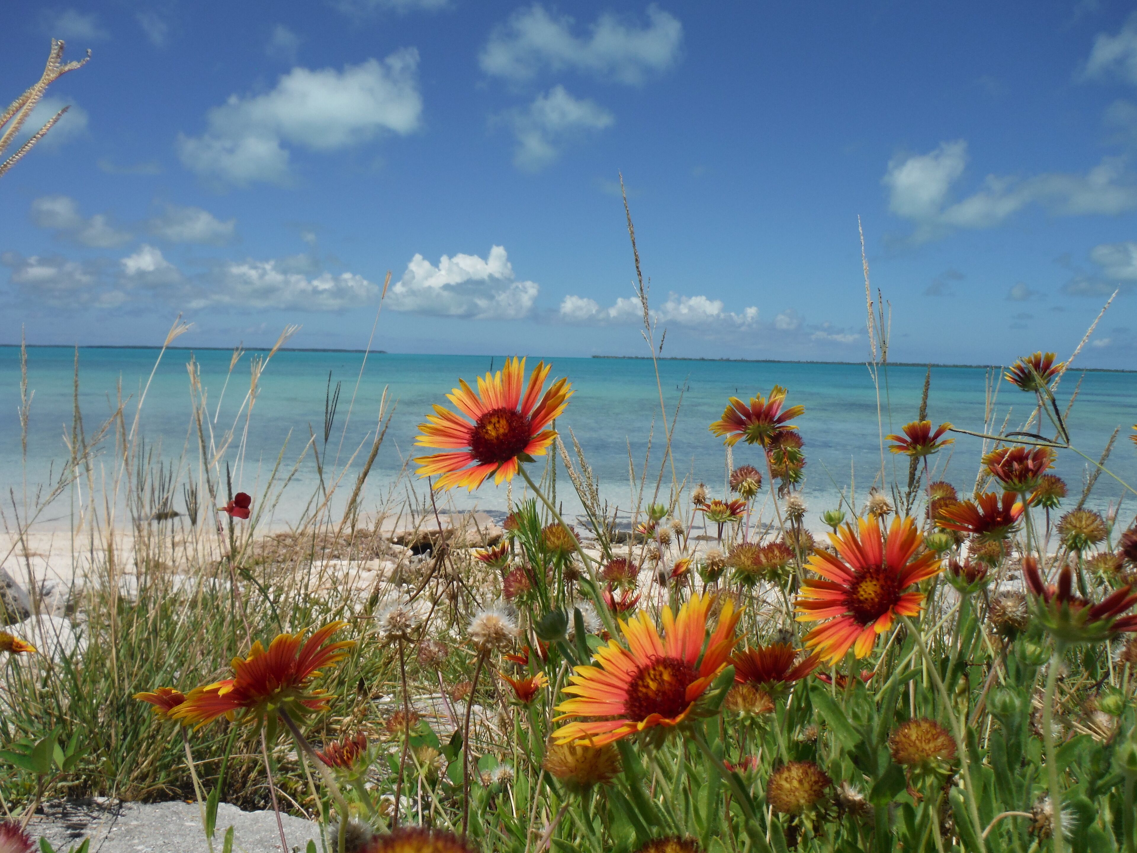Beach nearby, sun loungers