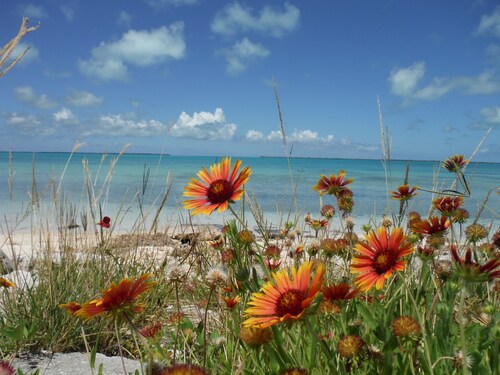 FOR RENT BY LOCAL LADY 2 BEDROOMS TWO BATH CLEAN AIR CONDITIONED BAHAMIAN HOME 