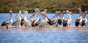 A group of pelicans standing on a shoreline by a body of water.