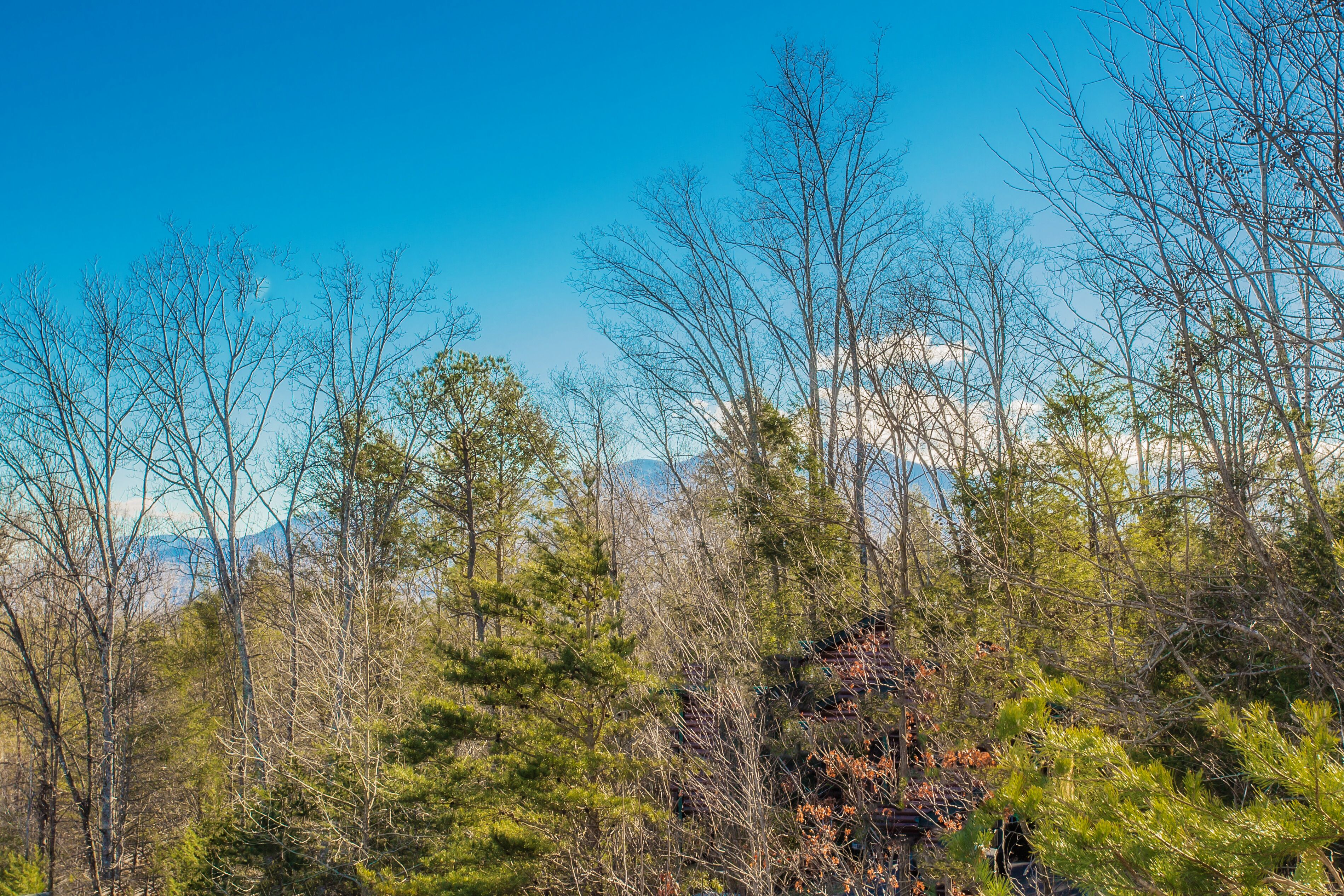 Un paysage boisé, avec un ciel dégagé et des montagnes à l'horizon.