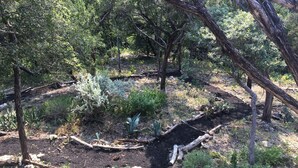 A natural outdoor area with trees, shrubs, and a small garden bed with plants.