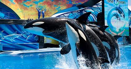 2 Bedroom King & Bunkbed Family Condo Disney World