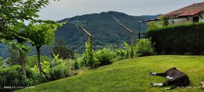 Property grounds - CASA DA VIÑA (Nogueira de Ramuín - Ourense) Ribeira Sacra (Ourense)