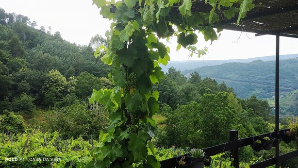 A vineyard with a pergola structure overlooking a lush valley. - CASA DA VIÑA (Nogueira de Ramuín - Ourense) Ribeira Sacra  (Ourense)