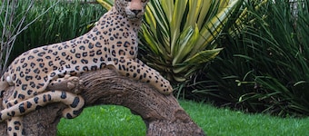 The area is very Peaceful, quiet and Safe . It is indeed a HomeAway from Home