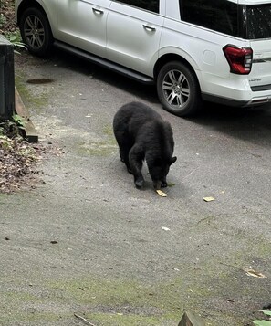 Un ours noir se trouve sur une surface asphaltée, près d’un véhicule blanc.
