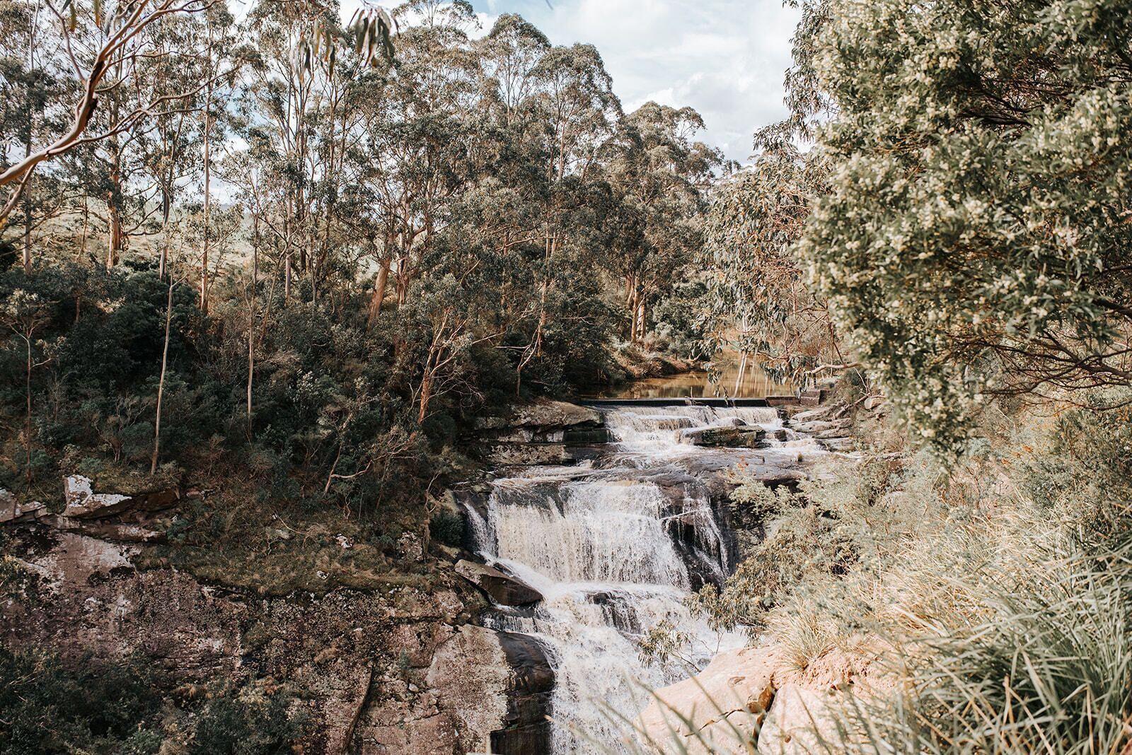 A natural landscape with a waterfall surrounded by dense eucalyptus trees.