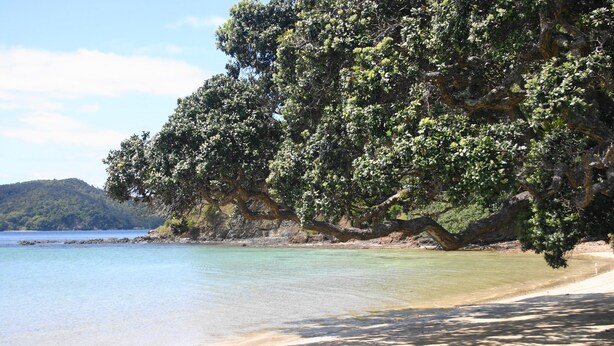 A beach with clear water, a sandy shore, and a large tree on the right. - Relax Beachside with your Family and Friends (Oakura)