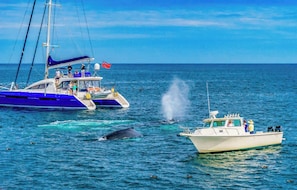 Un bateau avec un drapeau, un plus petit bateau avec des personnes à bord, et une baleine dans l’eau.