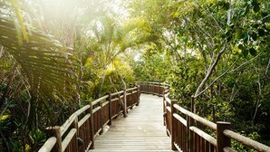 A wooden boardwalk surrounded by dense foliage.