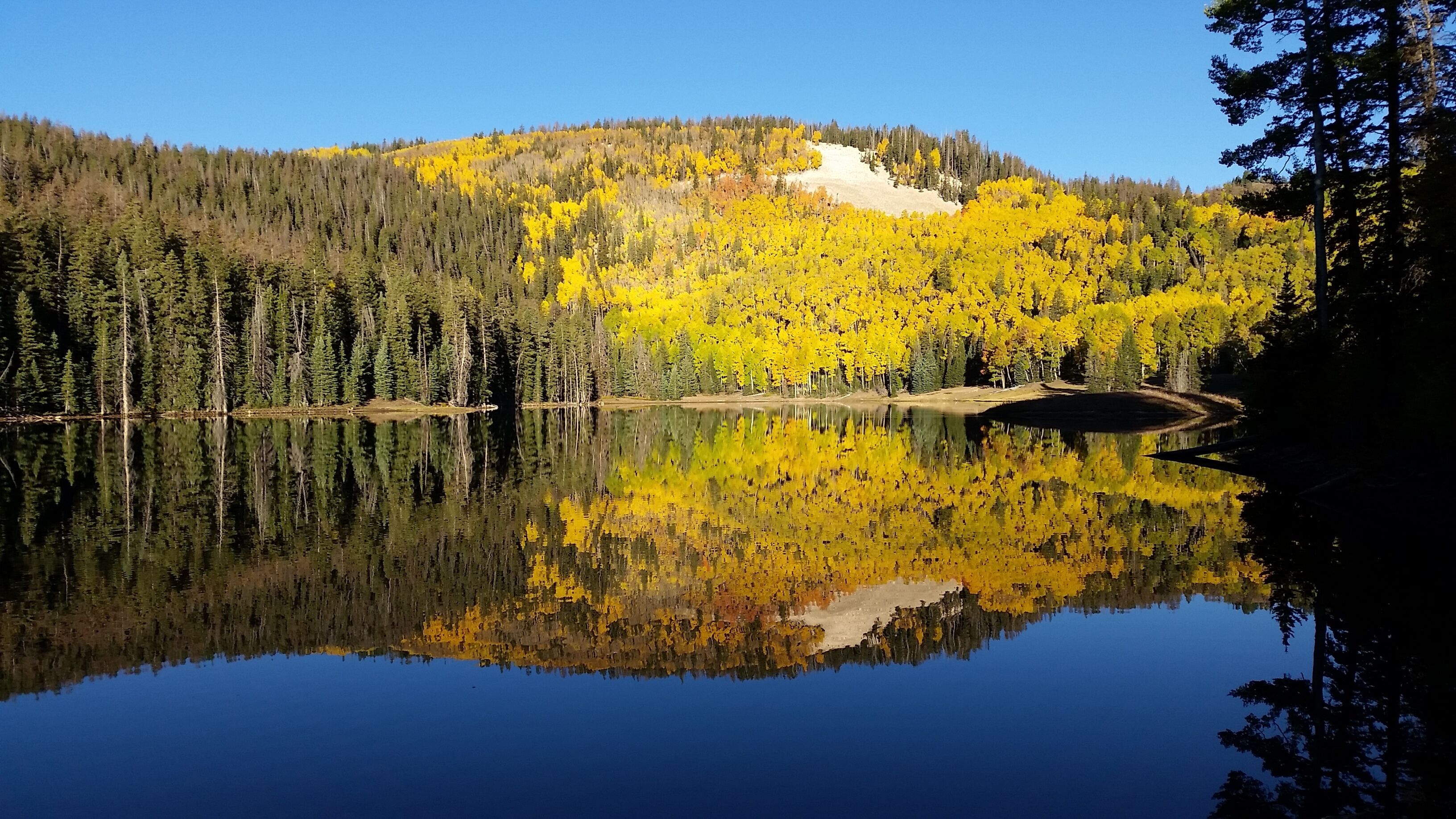 A calm lake reflecting a forest with yellow foliage and dense evergreen trees.